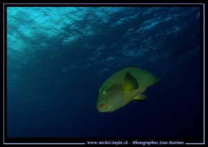 Elphinstone... :O)... by Michel Lonfat 